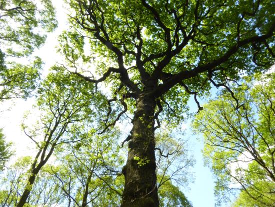 Sentier de l'Arbre échelle
