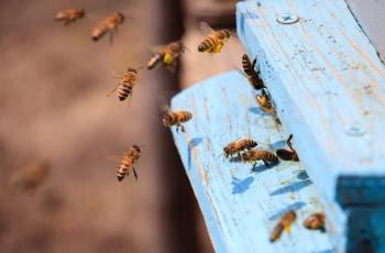 abeille sortant d'une ruche